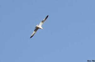 DSC 8335 DxO