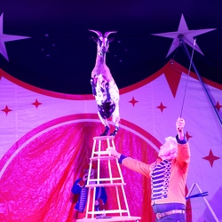 Cirques aux étoiles - La Valette 2025